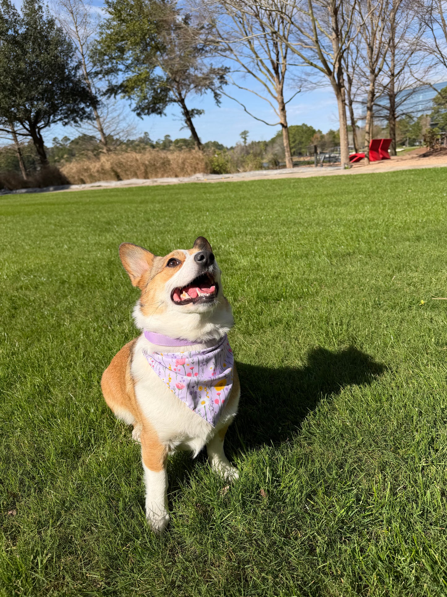 Zesty Bloom Dog Bandana