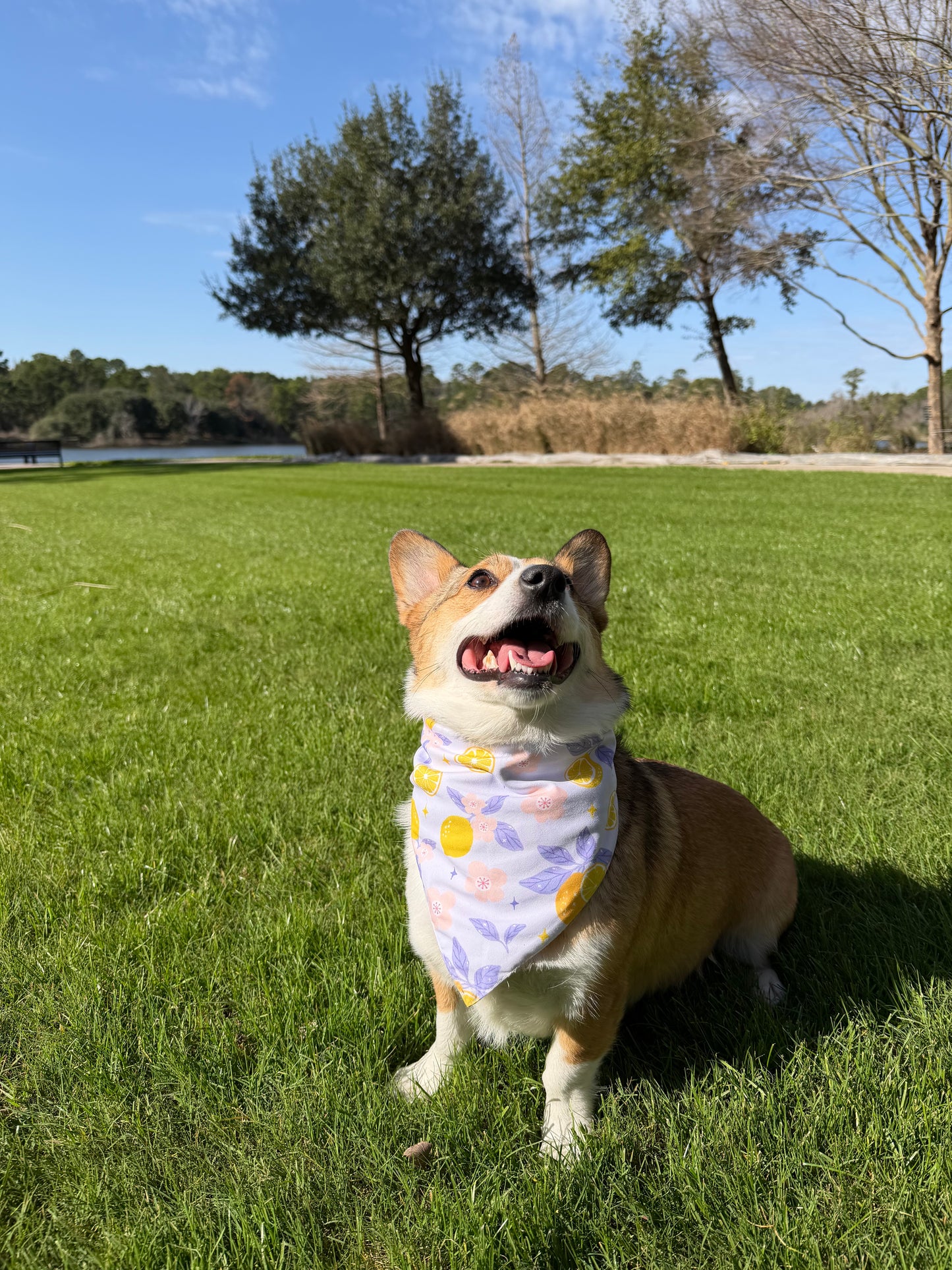 Zesty Bloom Dog Bandana