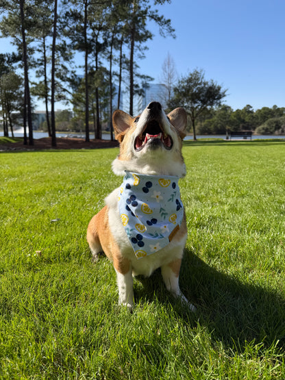 Blue Buzz Dog Bandana