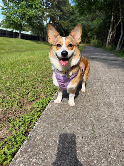Soft Lilac Signature Harness