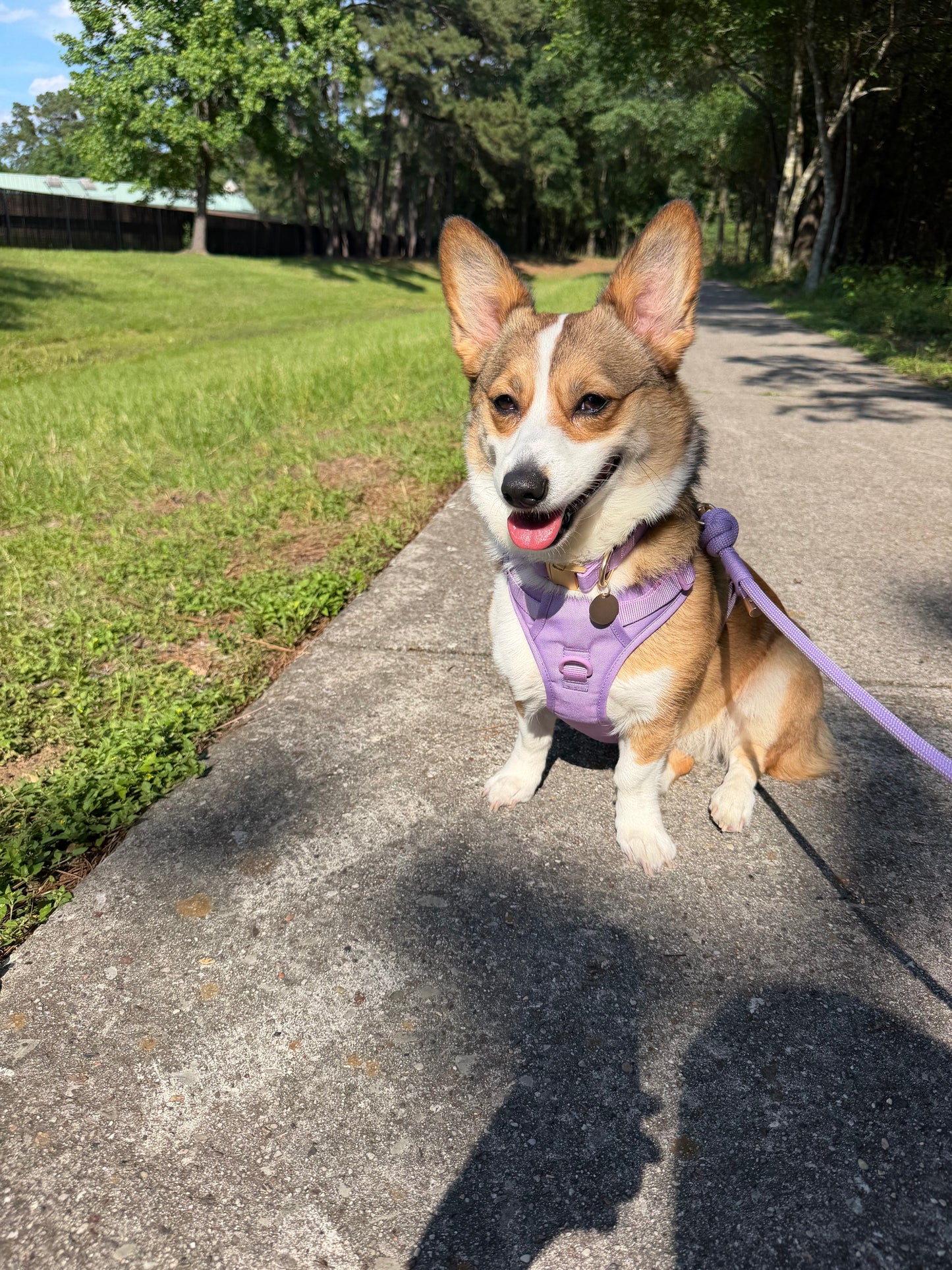 Soft Lilac Signature Collar