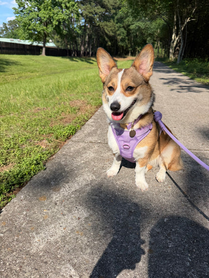 Soft Lilac Signature Collar
