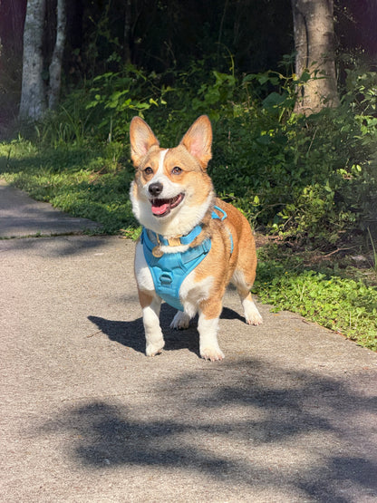 Coastal Blue Signature Collar