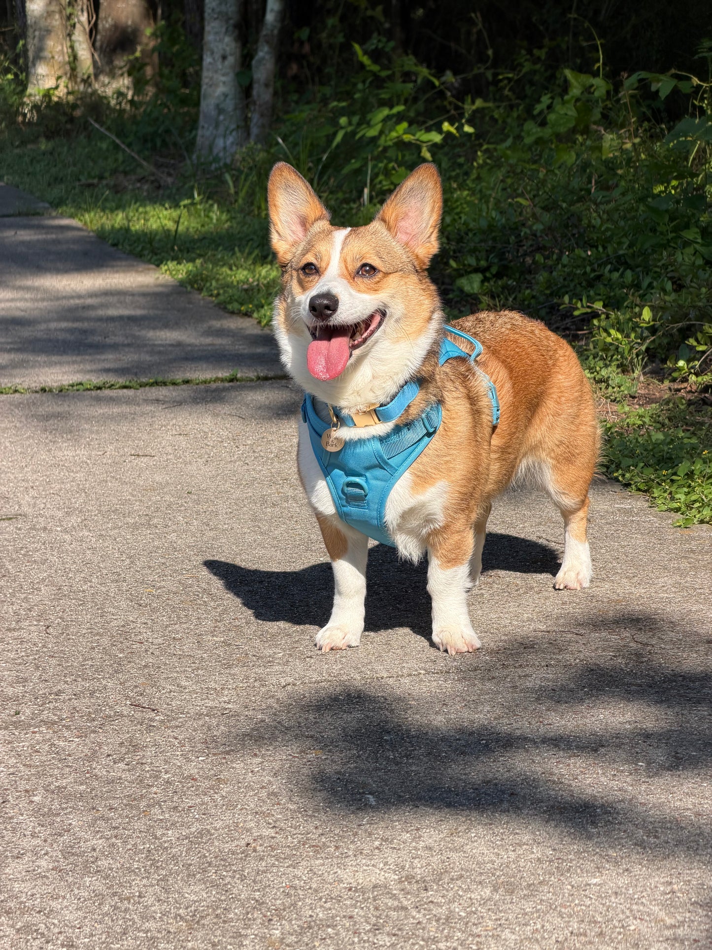 Coastal Blue Signature Harness
