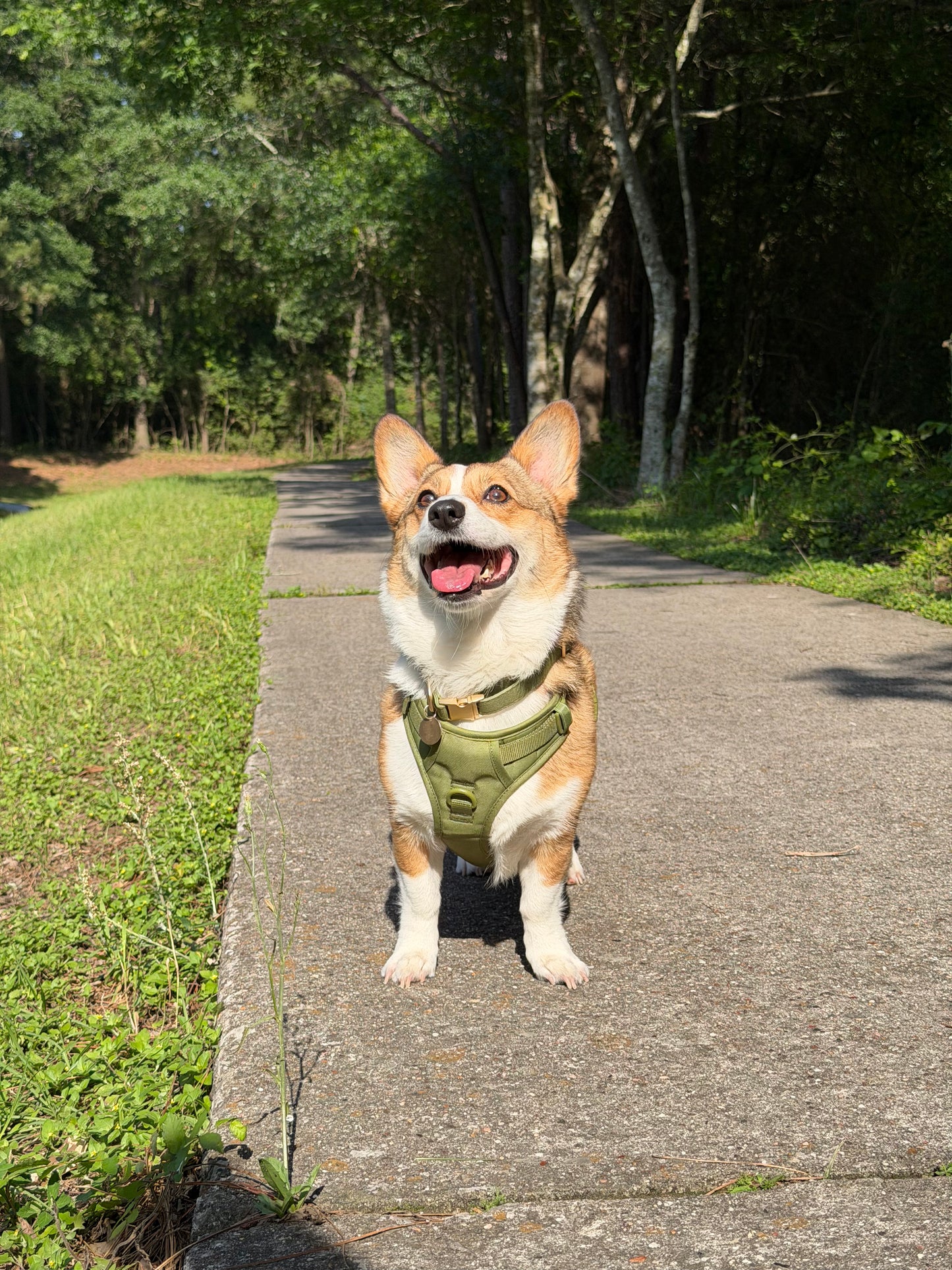 Olive Green Signature Harness