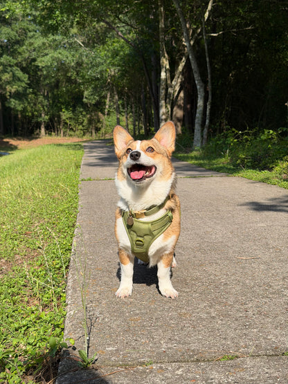Olive Green Signature Harness